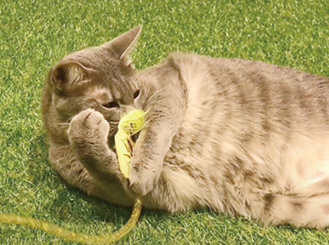 猫じゃらし「ねこモテ じゃらし」で遊ぶ猫（使用イメージ） by アース・ペット