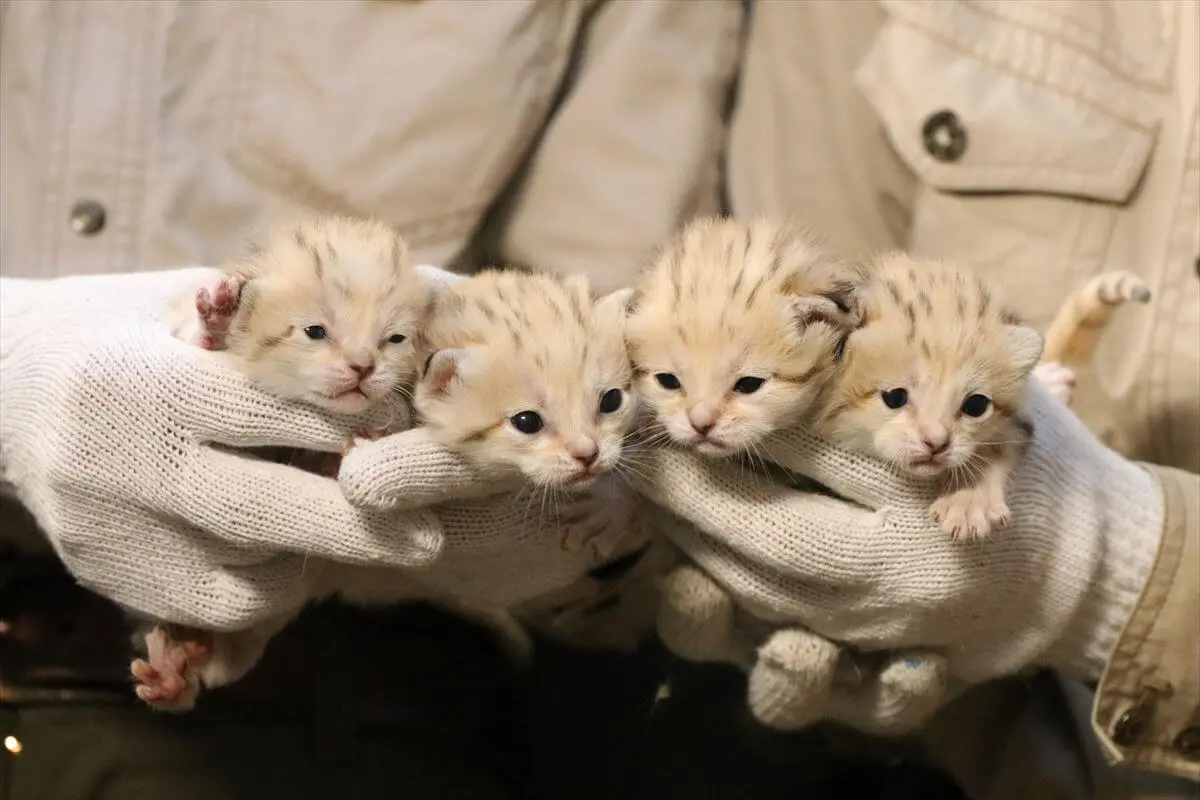 世界最小級の野生ネコ「スナネコ」の赤ちゃんが一挙に4頭も誕生！全員