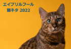エイプリルフールの猫ネタまとめ【2022年版】今年はテレビドラマのサイトが猫にジャック