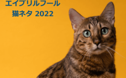 エイプリルフールの猫ネタまとめ【2022年版】今年はテレビドラマのサイトが猫にジャック
