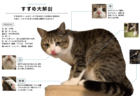 日本でいちばん有名な保護猫インスタグラマー、すずめちゃんのフォトブック『すずめのすすめ』が登場