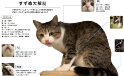 日本でいちばん有名な保護猫インスタグラマー、すずめちゃんのフォトブック『すずめのすすめ』が登場
