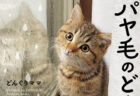 「雨ってフシギ」のツイートでバズった人気猫が、初のフォトエッセイ『パヤ毛のどんぐり』を発売