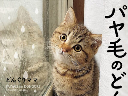 「雨ってフシギ」のツイートでバズった人気猫が、初のフォトエッセイ『パヤ毛のどんぐり』を発売