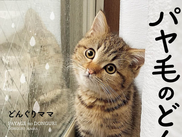 雨ってフシギ のツイートでバズった人気猫が 初のフォトエッセイ パヤ毛のどんぐり を発売 Cat Press