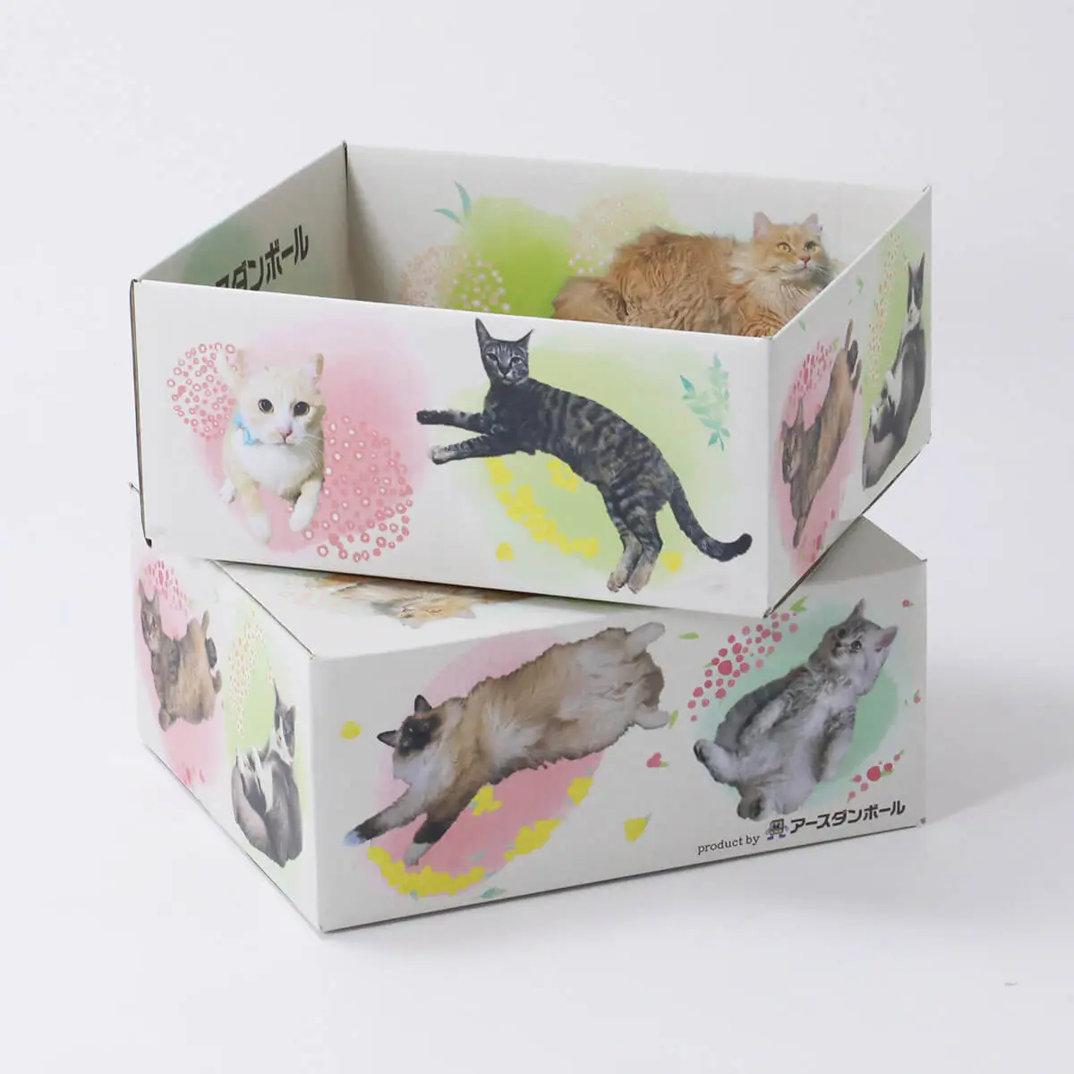 油絵　専用品　頭に花をのせた猫2 油絵 専用品 頭に花をのせた猫2 油絵 専用品 頭に花をのせた猫2