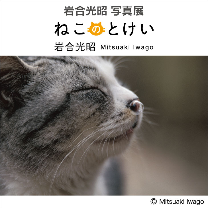 有楽町マルイで4/26から岩合光昭 写真展「ねこのとけい」が開催！自由気ままなネコに癒されるニャ | Cat Press