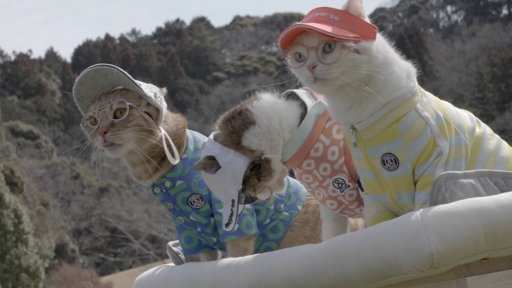ゴルフウェアブランドand per se（アンパスィ）の衣装に身を包んだ猫たち