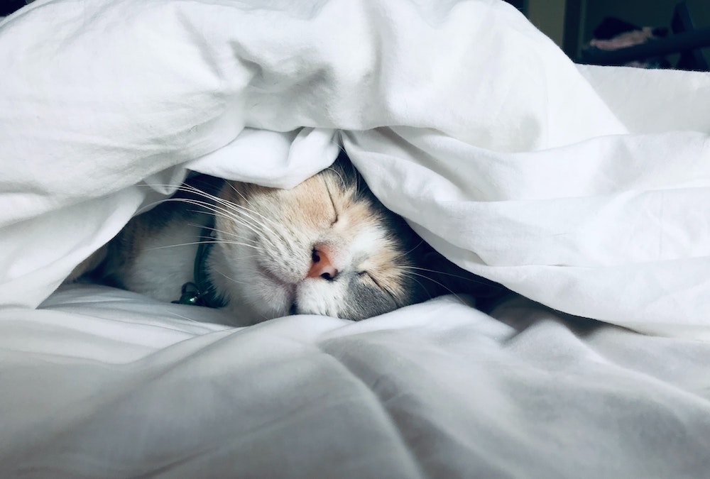 布団をかぶって眠る猫のイメージ写真