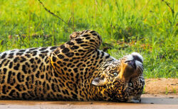 ネコ科動物のジャガーも迫力満点！岩合光昭さんの野生動物ドキュメンタリー写真展が6/4より開催