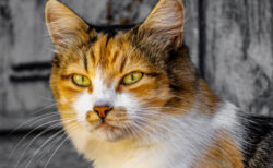 15歳以上の猫が対象、事情により飼えなくなった高齢猫を無償で引き取る取り組みをNPO法人が開始