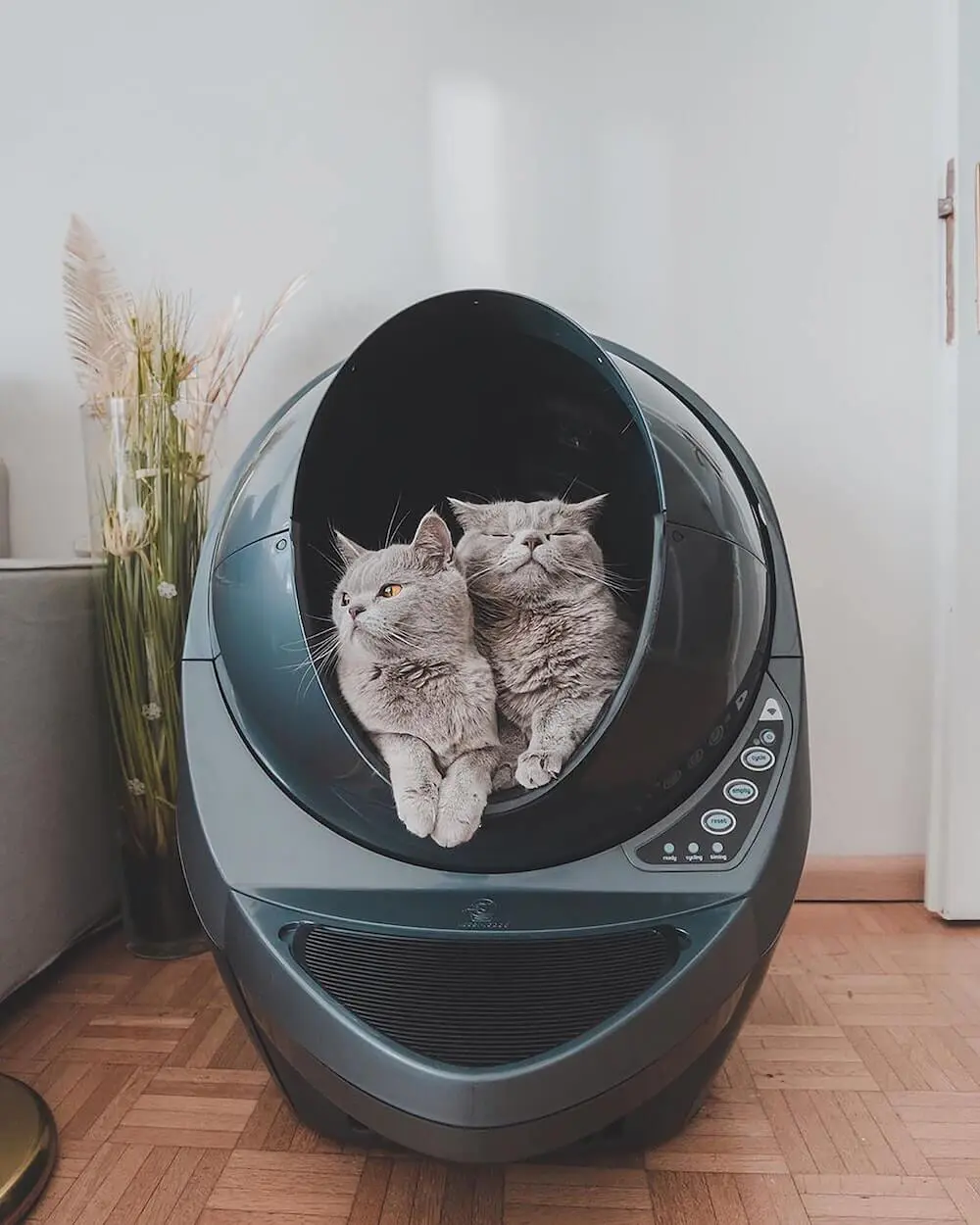 カーテンで猫のプライバシーにも配慮！オゾン発生器で消臭する