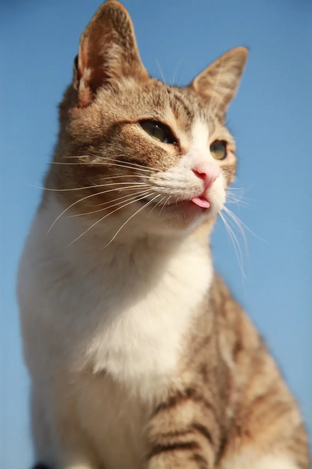 迫りくる猫たちの姿が圧巻ニャ！ねこ写真家・山本正義さんの写真展