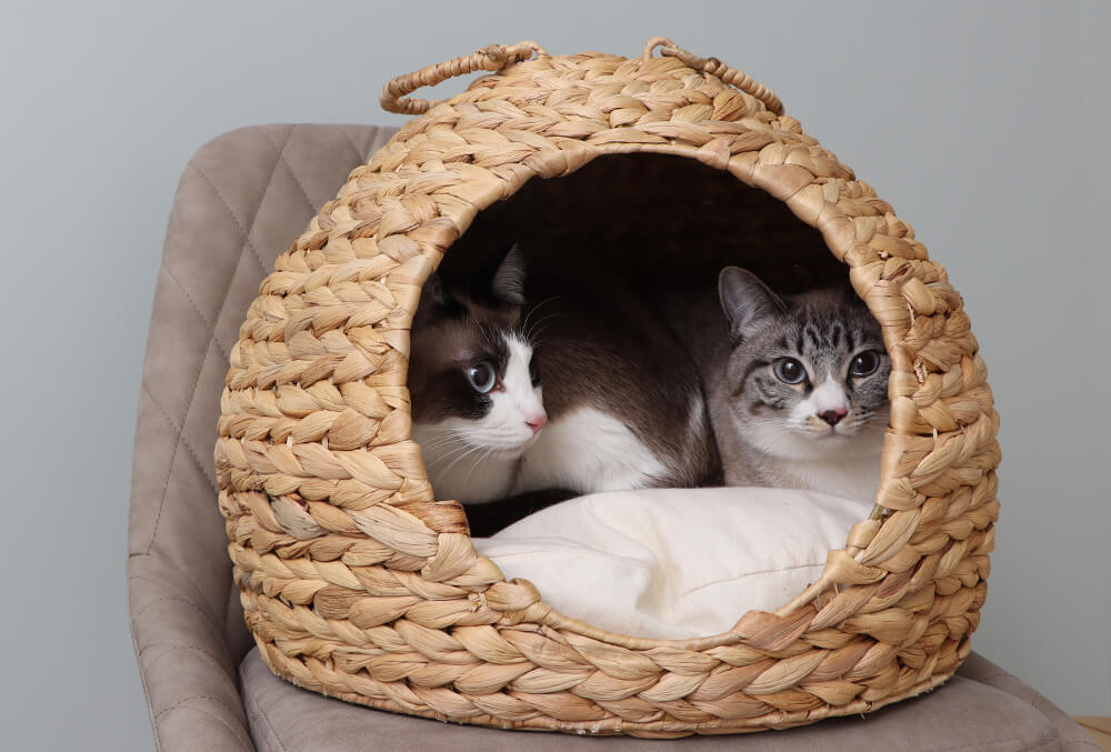 2匹の猫が入れるウォーターヒヤシンスで作られた猫ハウス「nenne-ネンネ-」