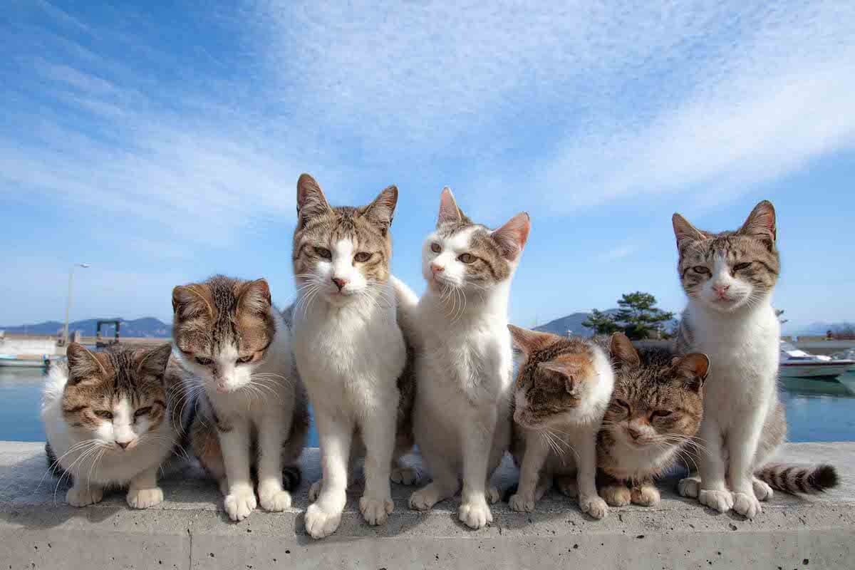 横一列に並ぶキジ白猫たちの写真 by 山本正義