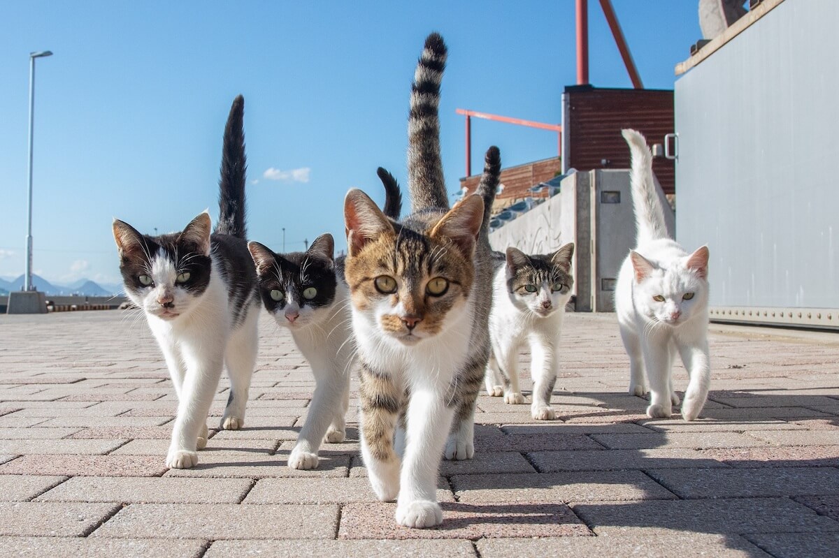 尻尾を立てて迫りくる猫の群れ「猫来る」の写真 by 山本正義