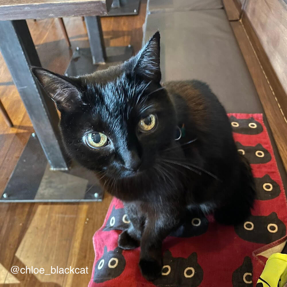 イギリスの介助猫「Chloe the Black Cat」クロエの写真