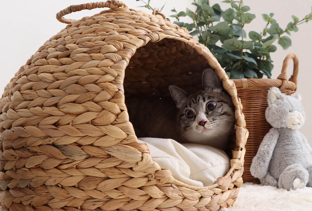 ウォーターヒヤシンスで編まれた猫ハウスでくつろぐ猫