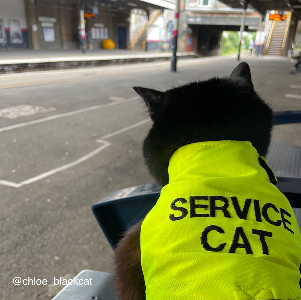 「SERVICE CAT（サービスキャット）」と書かれた黄色のジャケットを着るイギリスの介助猫クロエ