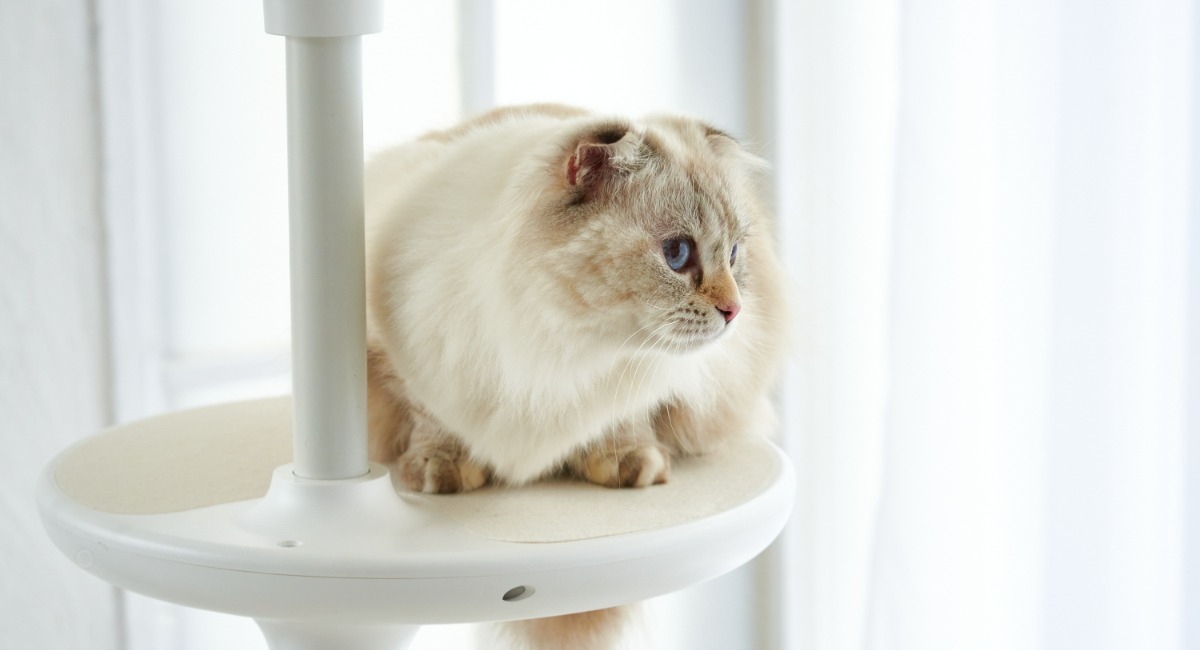 キャットタワー「ホワイトポール」のステップの上でくつろぐ猫