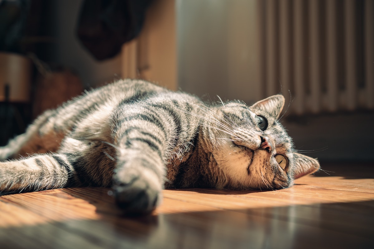 暑そうに寝転ぶ猫のイメージ写真
