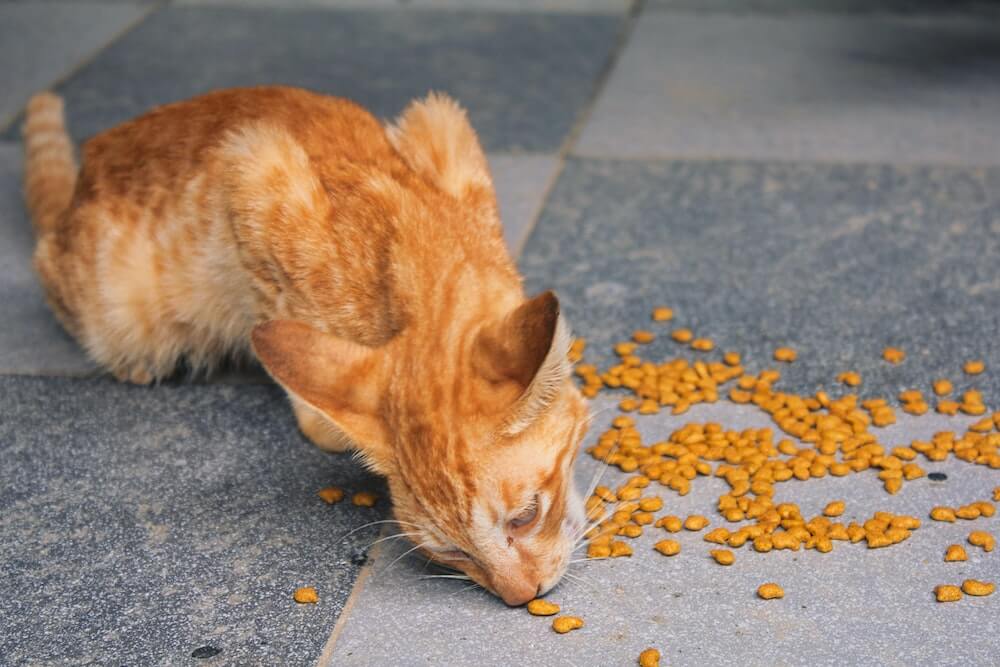 床に散乱したキャットフードを食べる猫のイメージ写真