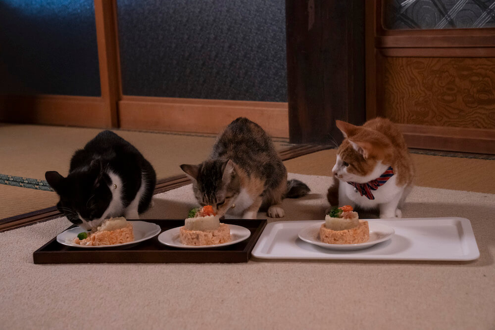 猫付きシェアハウスで並んでごはんを食べる猫たち by テレビドラマ『ねこ物件』