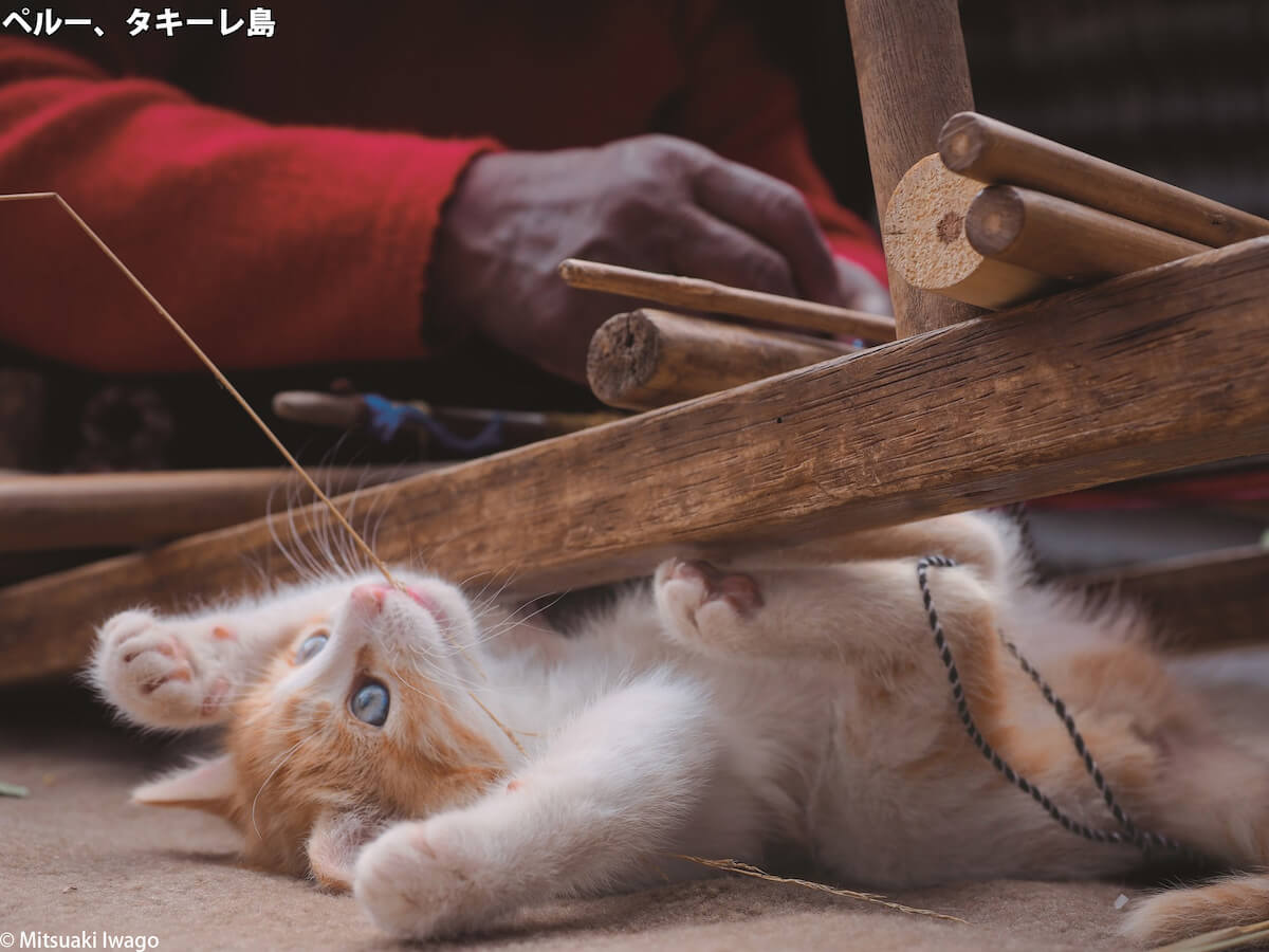 タキーレ島（ペルー）の子猫 by 岩合光昭写真展「こねこ」