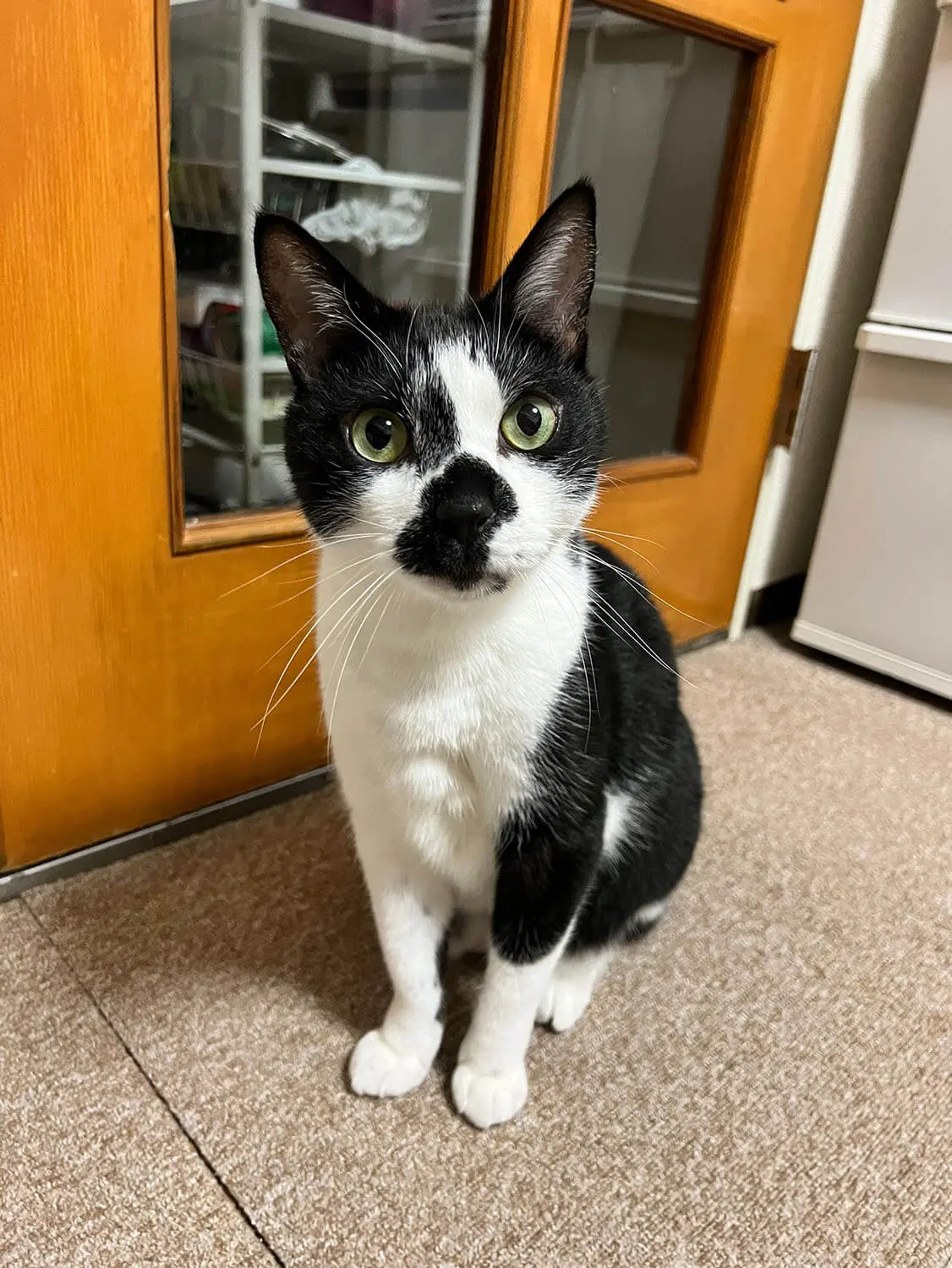 飼い主は超ハイテンション！TikTokで人気の黒白猫「ととくん」の日常を
