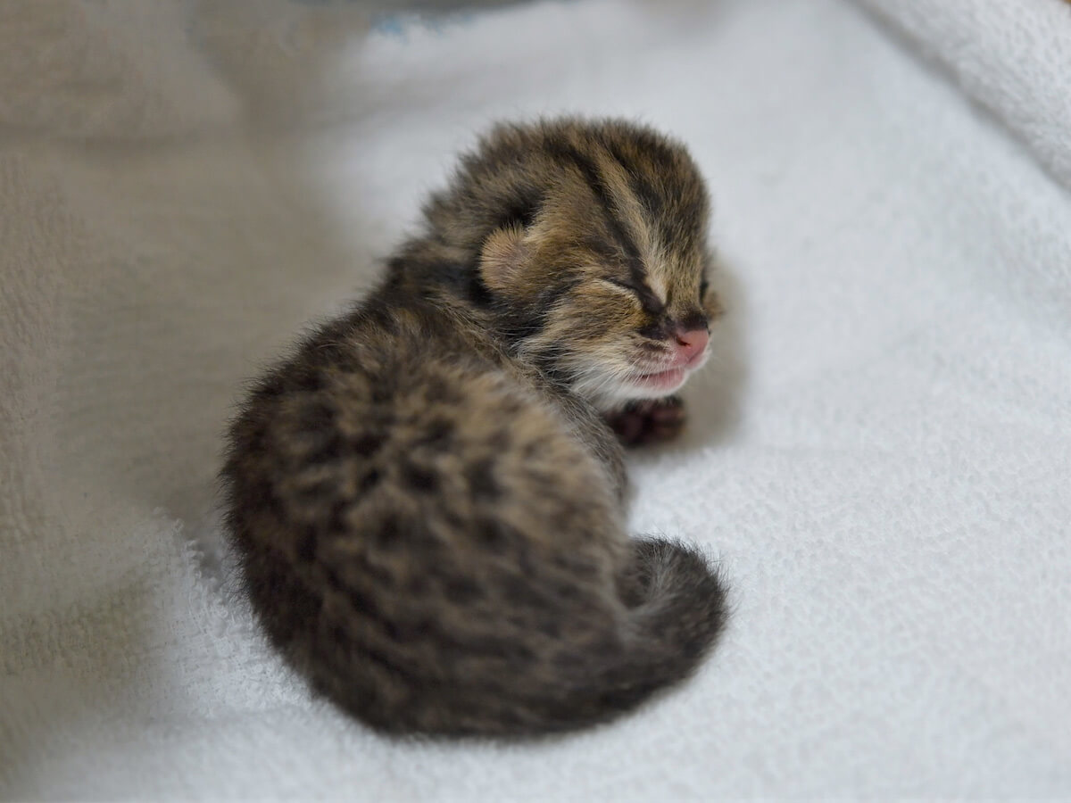 日本で初めて人工授精で誕生したツシマヤマネコの赤ちゃん「ひい」 by よこはま動物園ズーラシア