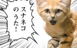 砂漠の天使は可愛いだけじゃニャい！那須どうぶつ王国がミュージックビデオ「スナネコのうた」を公開