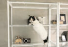 猫の肉球やお腹をたっぷり眺められる！ディノスの「猫と暮らす家具」シリーズ最新作はディスプレイラック