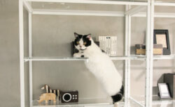 猫の肉球やお腹をたっぷり眺められる！ディノスの「猫と暮らす家具」シリーズ最新作はディスプレイラック