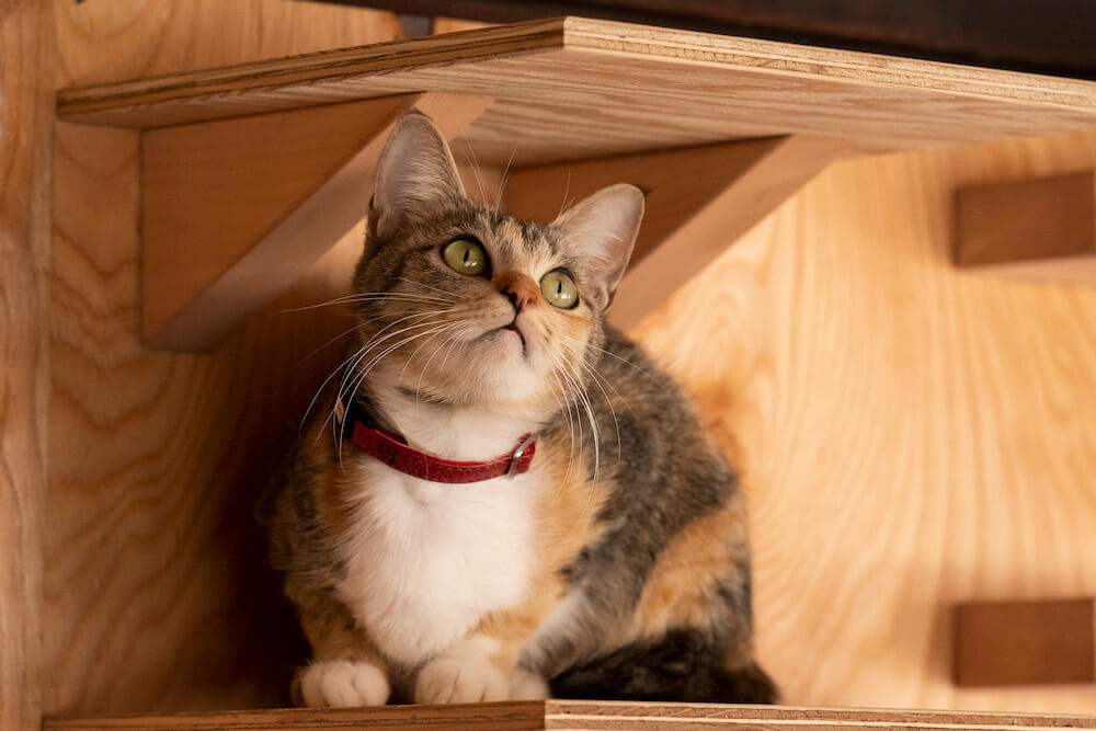 映画に登場する三毛猫の「チャー」 by 劇場版 ねこ物件
