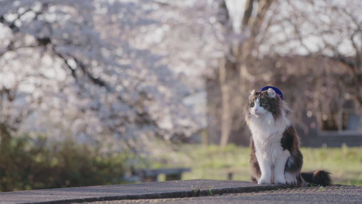桜が咲く芦ノ牧温泉駅で佇む猫の「らぶ駅長」 by 映画「劇場版 にゃん旅鉄道」のメインカット
