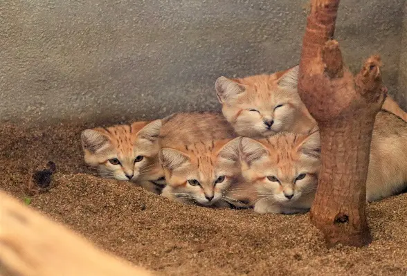 砂漠の天使は可愛いだけじゃニャい！那須どうぶつ王国がミュージック