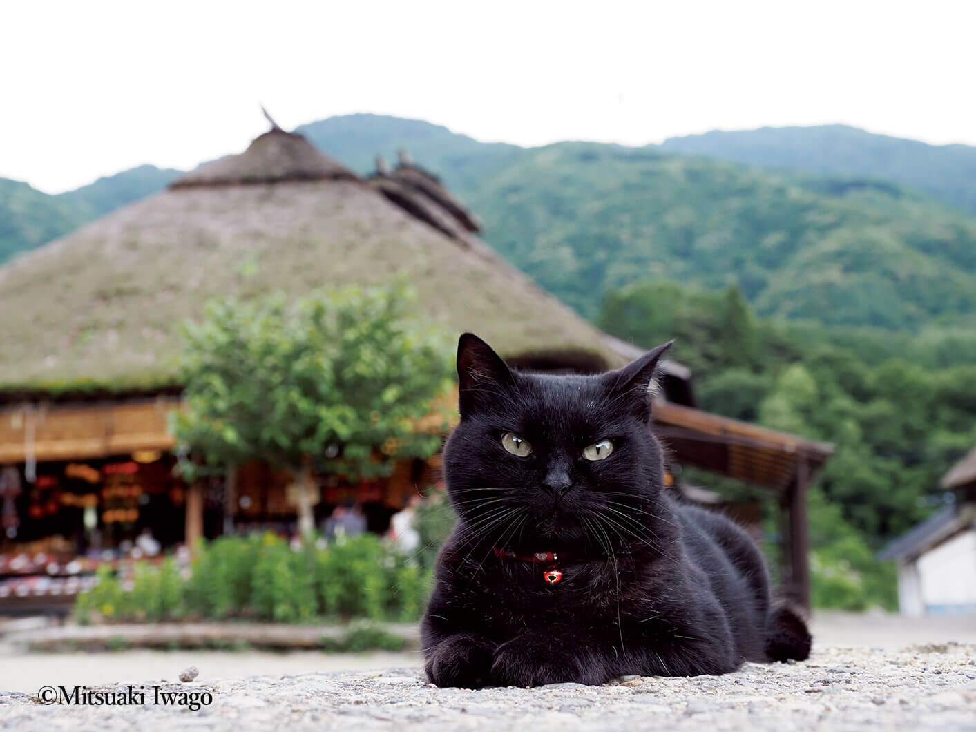福島県南会津郡で撮影された猫の写真 by 『岩合光昭の日本ねこ歩き』