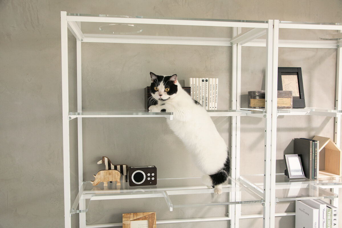 猫がステップ棚を上るイメージ