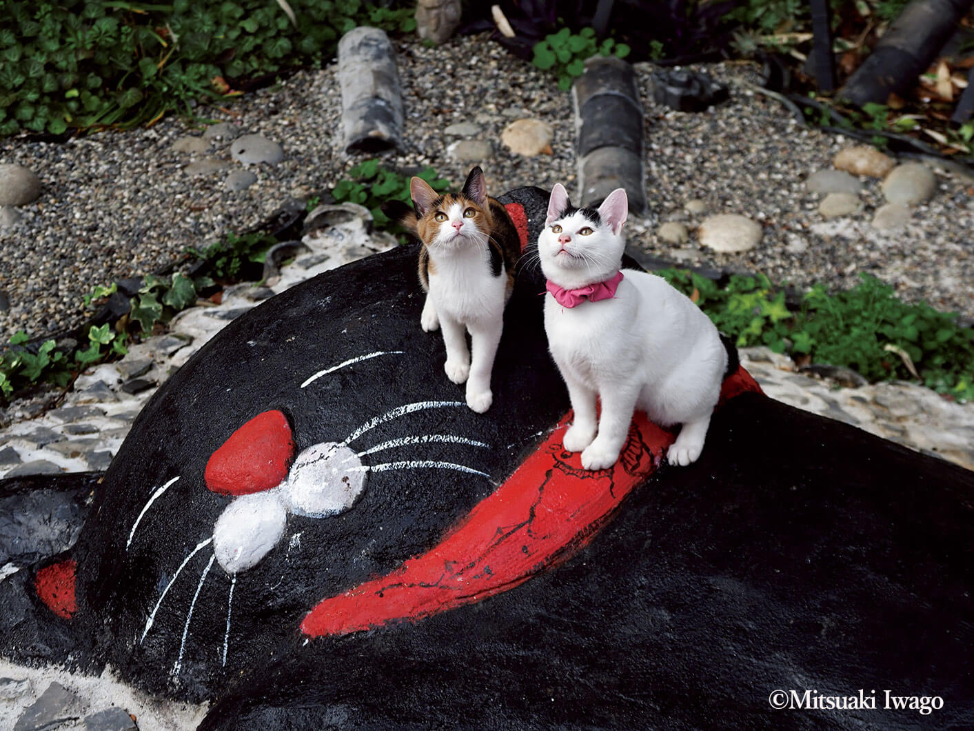 広島県尾道市で撮影された猫の写真 by 『岩合光昭の日本ねこ歩き』