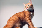愛猫が元気な内に知っておきたい『猫の介護と看取り』ネコ専門医のWEBセミナーが8/13に開催