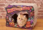 猫が中に入るとデザインが完成！ハロウィン仕様のリバーシブル爪とぎが今年もオーサムストアから登場