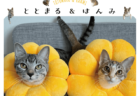SNSで人気の兄妹猫「ととまる＆はんみ」の初写真集が登場！可愛い寝姿や猫グルメのレシピも収録