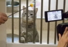 犬猫との出会いの場！神奈川県動物愛護センターが保護猫・保護犬のオンライン譲渡会を8/27に開催
