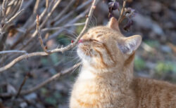 自然体なネコの姿に癒やされる♪ 猫写真家あおいとりの最新カットも収録した2023カレンダーが登場
