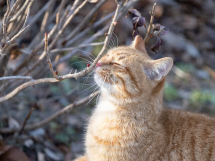 自然体なネコの姿に癒やされる♪ 猫写真家あおいとりの最新カットも収録した2023カレンダーが登場
