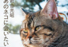 主役猫からボス猫まで、世界中の人気ねこ30匹が集結！岩合光昭の最新写真集『あのネコに会いたい』