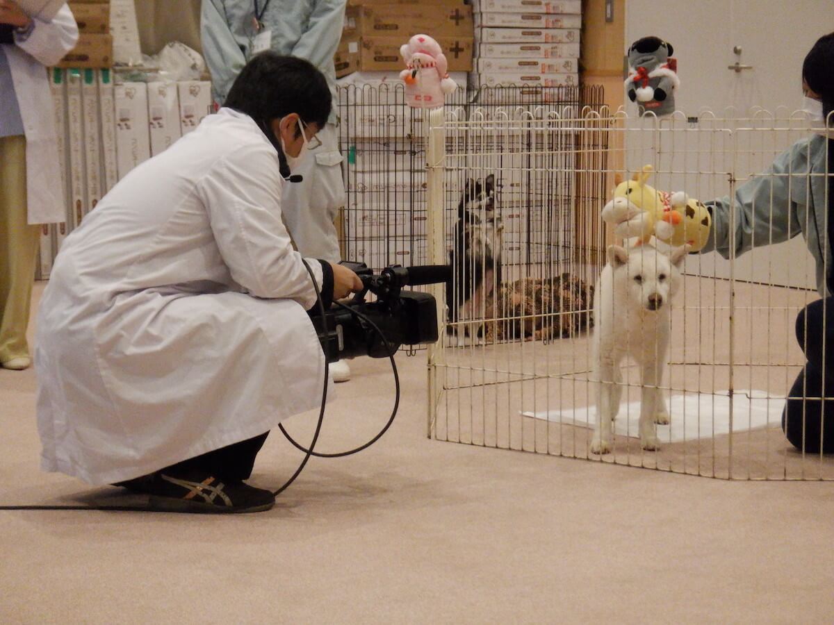 神奈川県動物愛護センターの保護犬オンライン譲渡会の撮影風景