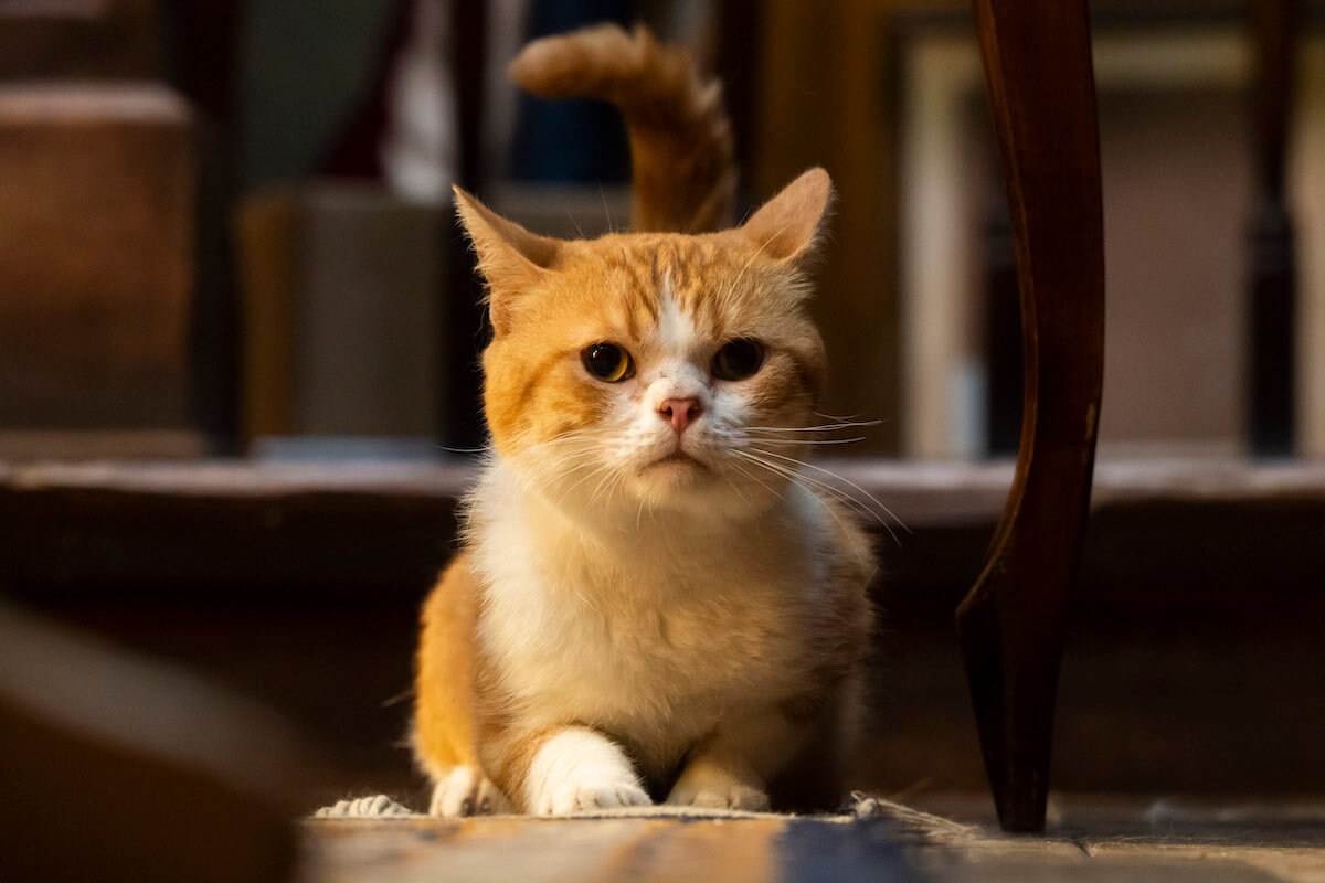 実写映画『耳をすませば』に登場するムーン役のタレント猫「ぽんず」