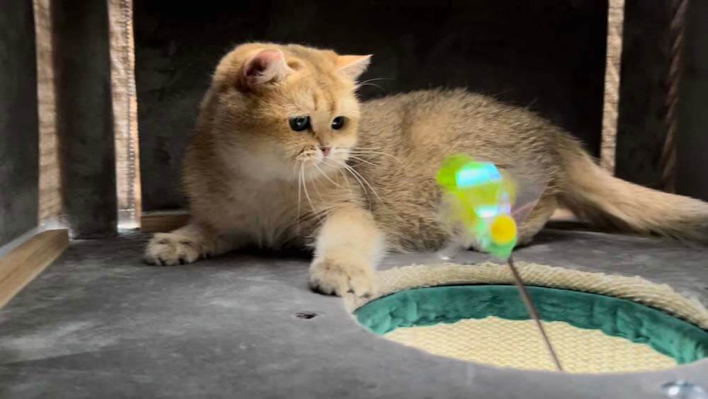 「ひょっこり土管タワー」の土管から猫じゃらしを入れて遊んであげるイメージ