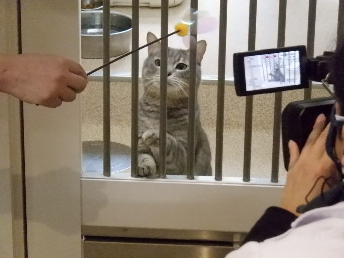 神奈川県動物愛護センターの保護猫オンライン譲渡会の撮影風景
